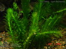 ایگرایا, الودیا برگ نازک,الودئا,Elodea,Brazilian Elodea,Brazilian waterweed,Large-flowered Waterweed